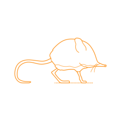 Animals African Insectivores Engraving Svg Design, Free Vectors File